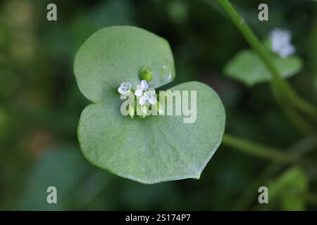 Claytonia perfoliata, allgemein bekannt als Bergmannsalat, Rorih, indischer Salat oder Winterpurslane, blühende Pflanze aus Finnland Stockfoto