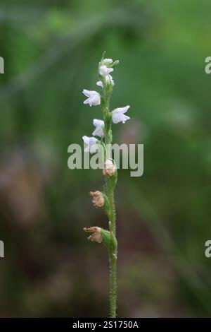 Goodyera repens, auch bekannt als Zwergklapperschlangen-Kochbantain oder kleiner Klapperschlangen-Kochbantain, wilde Orchideen aus Finnland Stockfoto