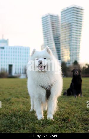 Ein reinrassiger erwachsener Samoyed, der auf dem Feld steht. Im Hintergrund stehen Prager Wolkenkratzer. Und der schwarze Hund sitzt im Hintergrund. Der Samoyed lächelt Stockfoto