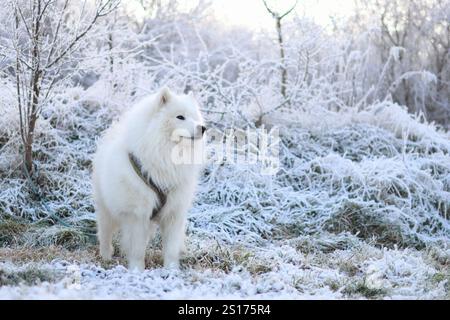 Ein reinrassiger erwachsener Samoyed, der inmitten einer verschneiten Landschaft steht. Er ist so majestätisch und süß Stockfoto