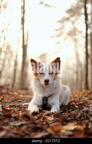 Eine kleine süße Kreuzung liegt im Herbstwald bei Sonnenuntergang. Sie ist jung und flauschig Stockfoto