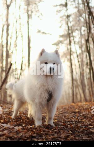 Samoyed steht bei Sonnenuntergang im Herbstwald. Er ist so flauschig und süß Stockfoto