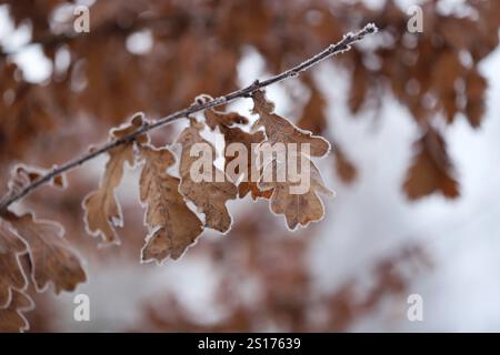 Braune Blätter im Winter Nahaufnahme Stockfoto