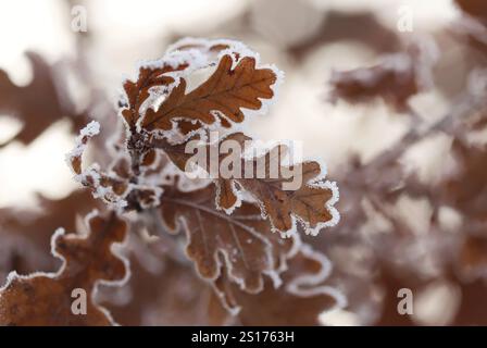 Braune Blätter im Winter Nahaufnahme Stockfoto