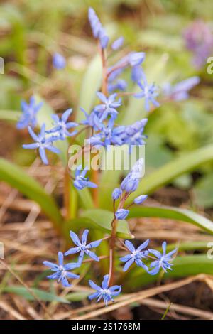 Nahaufnahme der blühenden Scilla bifolia-Blüten im frühen Frühjahr, umgeben von Gras. Makroansicht in grasbewachsener Umgebung. Natur und botanische Fotografie. Stockfoto