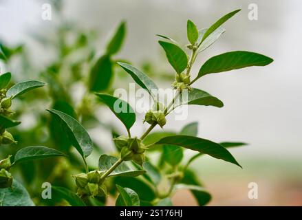 Bio gesunde Hybrid Thai Sorte Live Ashwagandha, indische Ginseng, Winterkirsche, Withania somnifera Evergreen Medizinischer Strauch Früchte auf Ashwagan Stockfoto