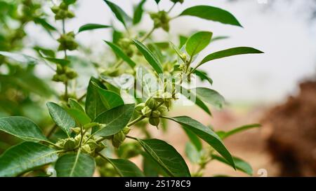 Bio gesunde Hybrid Thai Sorte Live Ashwagandha, indische Ginseng, Winterkirsche, Withania somnifera Evergreen Medizinischer Strauch Früchte auf Ashwagan Stockfoto