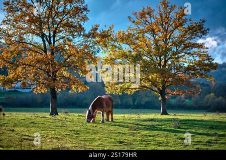 Eine friedliche Herbstszene mit einem Pferd, das auf einer sonnigen Wiese weidet. Die Landschaft zeigt leuchtend orange und gelbe Blätter auf Bäumen. Bitoriano, Alava, B Stockfoto