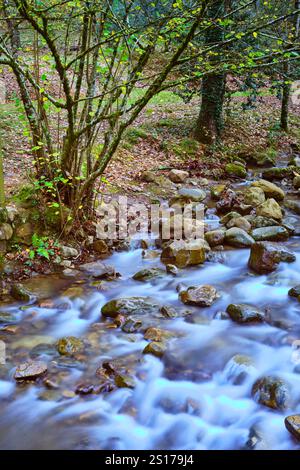 Eine ruhige Szene des Bayones River, der sanft über Felsen im üppigen Ucieda Wald fließt, im malerischen Cabuerniga Valley, Kantabrien. T Stockfoto