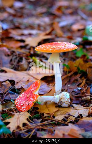 Nahaufnahme von zwei Amanita Muscaria oder Fliegenpilzen mit orangefarbenen Kappen und weißen Flecken, die zwischen gefallenen Blättern in einem Eichenwald in Ucieda, Cab wachsen Stockfoto