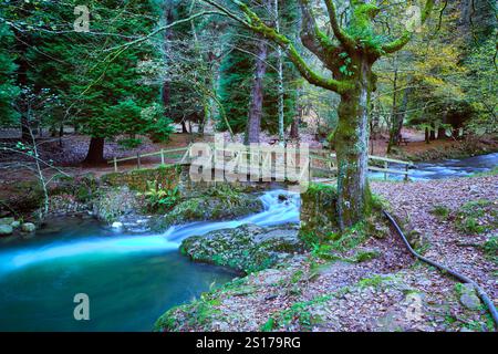 Ein malerischer Blick auf eine Holzbrücke, die den Bayones River im Wald von Ucieda überquert, im Cabuerniga-Tal, Kantabrien, Spanien. Stockfoto