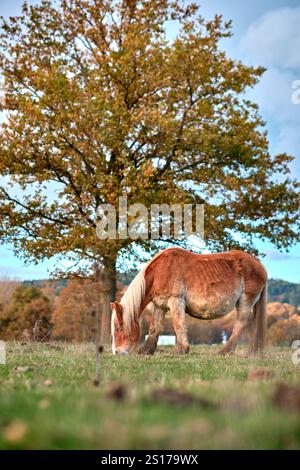 Ein braunes Pferd mit weißer Mähne weidet friedlich unter einer großen Eiche auf einem ländlichen Feld. Das herbstliche Laub und das grüne Gras sorgen für einen ruhigen Countr Stockfoto