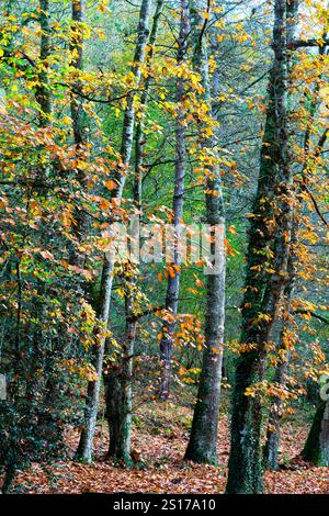 Ein dichter Blick auf einen Eichenwald in Ucieda, Cabuerniga Valley, Kantabrien, Spanien im Herbst. Die Bäume zeigen leuchtend orange und gelbe Blätter Stockfoto