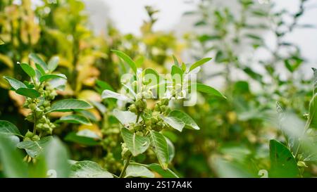 Bio gesunde Hybrid Thai Sorte Live Ashwagandha, indische Ginseng, Winterkirsche, Withania somnifera Evergreen Medizinischer Strauch Früchte auf Ashwagan Stockfoto