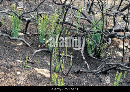 Verkohlte Bäume mit neuen grünen Triebe, die nach einem Waldbrand in Legarda, Navarra, Spanien, im Waldboden auftauchen. Stockfoto