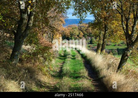 Ein ruhiger, grasbewachsener Pfad, der sich mitten im Herbst durch einen Wald schlängelt. Allin Valley, Navarra, Spanien. Die Bäume, die den Weg säumen, zeigen eine Mischung aus GREE Stockfoto
