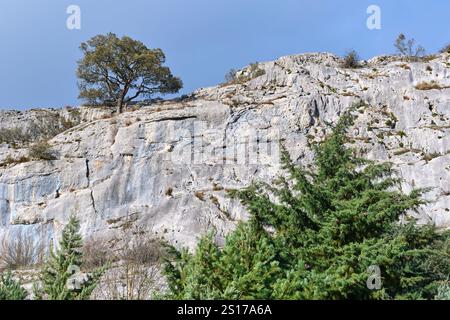 Ein malerischer Blick auf einen einsamen Baum, der auf einer felsigen Klippe steht, mit üppigen grünen Kiefern, die an der Basis wachsen. Vitoriano, Araba, Baskenland, Stockfoto