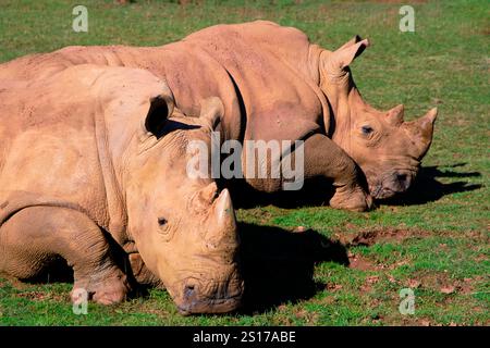 Zwei weiße Nashörner (Ceratotherium simum), die auf einem Feld ruhen. Cabarceno Naturpark. Kantabrien, Spanien. Stockfoto