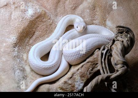 Die texanische Rattenschlange (Pantherophis obsoletus lindheimeri). Ist eine nichtgiftige Kolubride, die in den Vereinigten Staaten, hauptsächlich im Bundesstaat Texas, vorkommt. Cabarceno Stockfoto