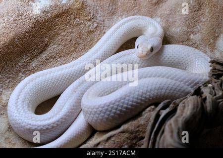 Die texanische Rattenschlange (Pantherophis obsoletus lindheimeri). Ist eine nichtgiftige Kolubride, die in den Vereinigten Staaten, hauptsächlich im Bundesstaat Texas, vorkommt. Cabarceno Stockfoto