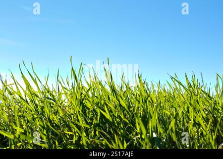 Eine Nahaufnahme leuchtender grüner Grasblätter, die von Sonnenlicht beleuchtet werden, vor einem klaren blauen Himmel. Das Bild fängt die Frische und die natürliche Schönheit ein Stockfoto