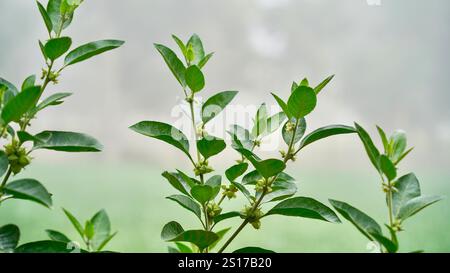 Bio gesunde Hybrid Thai Sorte Live Ashwagandha, indische Ginseng, Winterkirsche, Withania somnifera Evergreen Medizinischer Strauch Früchte auf Ashwagan Stockfoto