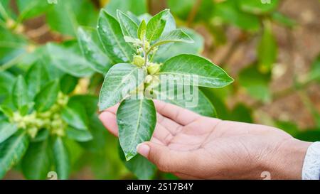 Bio gesunde Hybrid Thai Sorte Live Ashwagandha, indische Ginseng, Winterkirsche, Withania somnifera Evergreen Medizinischer Strauch Früchte auf Ashwagan Stockfoto