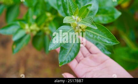 Bio gesunde Hybrid Thai Sorte Live Ashwagandha, indische Ginseng, Winterkirsche, Withania somnifera Evergreen Medizinischer Strauch Früchte auf Ashwagan Stockfoto