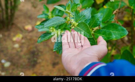Bio gesunde Hybrid Thai Sorte Live Ashwagandha, indische Ginseng, Winterkirsche, Withania somnifera Evergreen Medizinischer Strauch Früchte auf Ashwagan Stockfoto