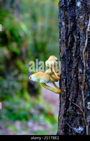 Nahaufnahme einer Gruppe kleiner, orange-gelber Wildpilze, die von der Seite eines Baumstamms im üppigen Wald von Ucieda, Cabuerniga Valley, sprießen, Stockfoto