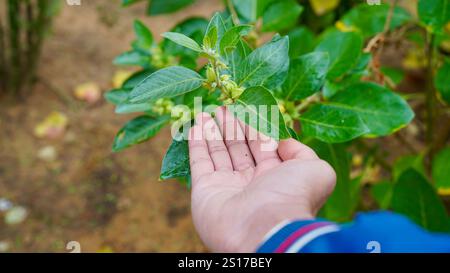 Bio gesunde Hybrid Thai Sorte Live Ashwagandha, indische Ginseng, Winterkirsche, Withania somnifera Evergreen Medizinischer Strauch Früchte auf Ashwagan Stockfoto