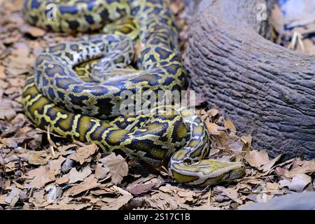 Eine burmesische Python Python bivittatus. Eine der größten Schlangenarten. Sie ist in einem großen Gebiet Südostasiens beheimatet. Cabarceno Naturpark. Kantabrien. Stockfoto