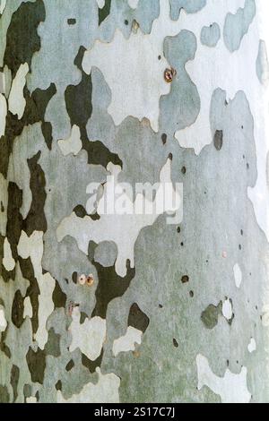 Nahaufnahme der schwarzen, graugrünen und weißen Rinde des London Plane Baumes Platanus x acerifolia. Stockfoto