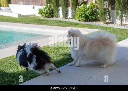 Zwei Hunde, einer schwarz-weiß und der andere flauschig weiß, spielen freudig in der Nähe eines Schwimmbades in A Stockfoto