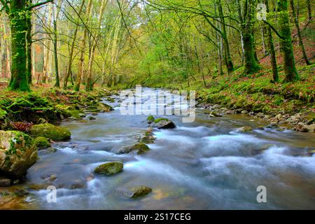 Eine ruhige Szene des Bayones River, der durch einen dichten Wald in Ucieda fließt, im Cabuerniga-Tal, Kantabrien, Spanien. Ucieda Kantabrien SPANIEN Stockfoto