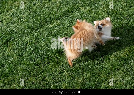 Zwei flauschige Pommersche Welpen spielen fröhlich zusammen auf lebendigem grünem Gras in einem sonnigen Hinterhof. Ihre spielerische Energie ist Stockfoto
