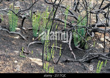 Verkohlte Bäume mit neuen grünen Triebe, die nach einem Waldbrand in Legarda, Navarra, Spanien, im Waldboden auftauchen. Legarda Navarra SPANIEN Copyright: XMikelx Stockfoto