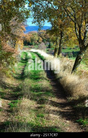 Ein ruhiger, grasbewachsener Pfad, der sich mitten im Herbst durch einen Wald schlängelt. Allin Valley, Navarra, Spanien. Die Bäume, die den Weg säumen, zeigen eine Mischung aus GREE Stockfoto