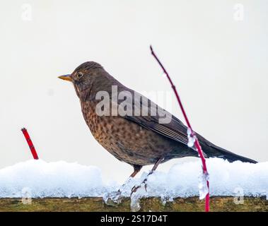 Weibliche Schwarzvogel (Turdus merula) auf der Suche nach Nahrung im Schnee, West Lothian, Großbritannien Stockfoto