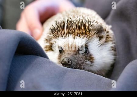 Ein afrikanischer Pygmäen-Igel, Atelerix albiventris oder vier-Zehen-Igel. Es ist ein Haustier in einem britischen Haus, das von seinem Besitzer behandelt wird Stockfoto