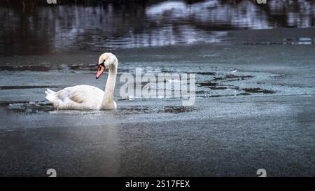 Ein einsamer, stummer Schwan, der im Winter auf einem teilweise gefrorenen Teich schwimmt Stockfoto