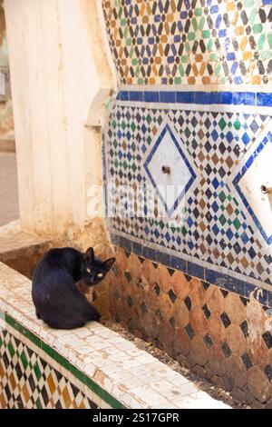 In Moulay Idriss, Marokko, am 06.08.2024, Brunnen und Katzen in einer Straße der alten Medina Stockfoto