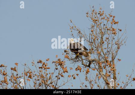 Weißkopfseeadler, Haliaeetus leucocephalus, hoch oben auf amerikanischem Sycamore, Platanus occidentalis Stockfoto