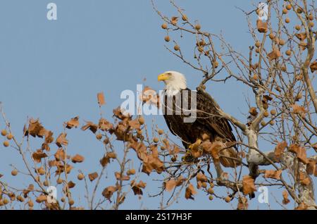 Weißkopfseeadler, Haliaeetus leucocephalus, hoch oben auf amerikanischem Sycamore, Platanus occidentalis Stockfoto