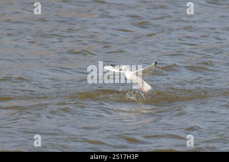 Bonapartes Möwe, Chroicocephalus philadelphia, startete vom Wasser Stockfoto