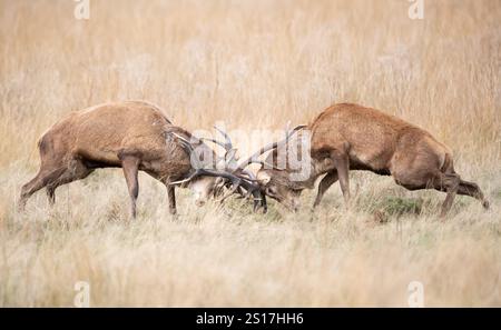 Rothirsche kämpfen während der Brunstsaison im Herbst, Großbritannien. Stockfoto