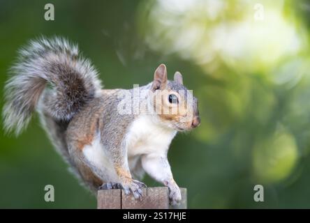 Porträt eines seltsamen grauen Eichhörnchens, das auf einem Gartenzaun steht, Großbritannien. Stockfoto