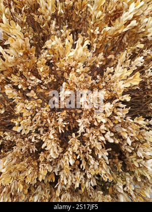 Strauchblätter getrocknet im Herbst. Nahaufnahme. Aufgenommen mit der Telefonkamera Stockfoto