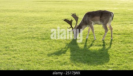 Ein Hirsch weidet auf dem Gras auf einem Feld. Konzept der Ruhe und Ruhe, während der Hirsch sich ruhig vom üppigen grünen Gras ernährt Stockfoto