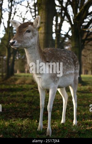 Ein Hirsch steht auf einem grasbewachsenen Feld mit Bäumen im Hintergrund. Der Hirsch schaut nach rechts Stockfoto